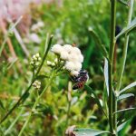 Biene bestäubt eine Pflanze